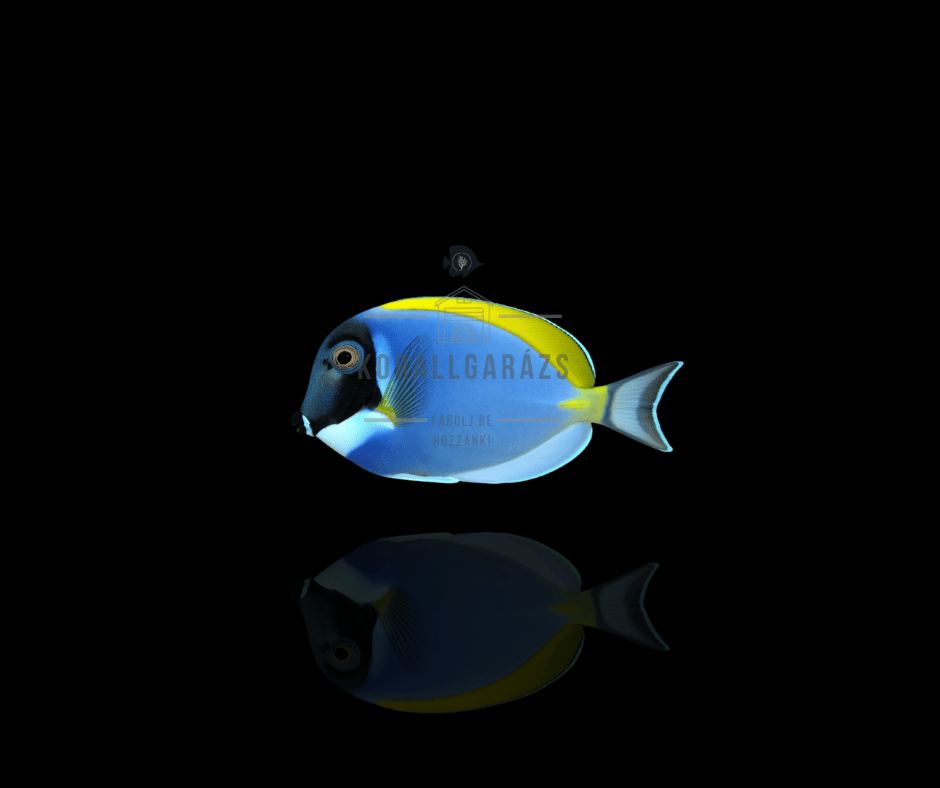 Acanthurus Leucosternon